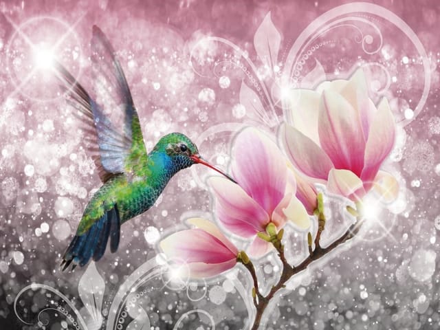 Fototapeta Kolorowy koliber i magnolie