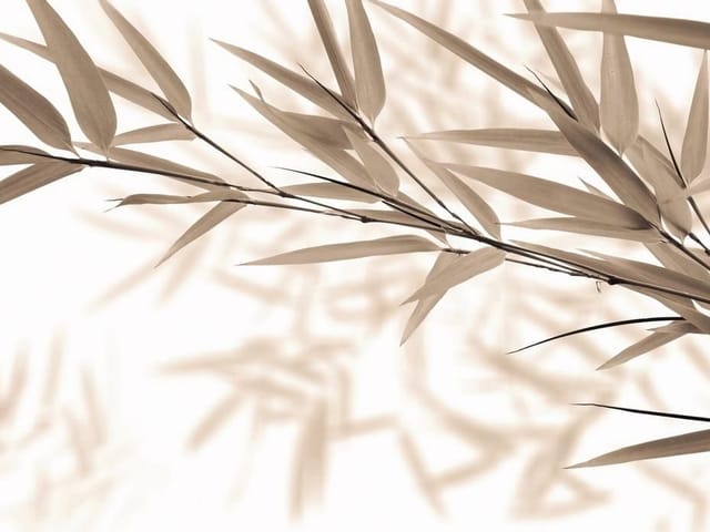 Fototapeta z gałęzią bambusa i delikatnymi liśćmi na jasnym tle