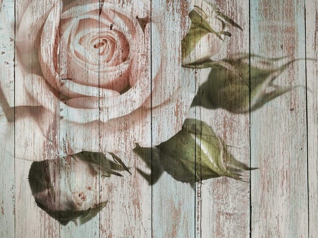 Fototapeta z dużą różą na tle drewnianych desek i liśćmi po bokach
