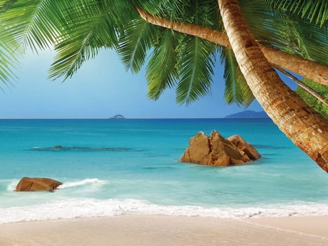 Fototapeta z piaszczystą plażą, palmami i błękitnym oceanem