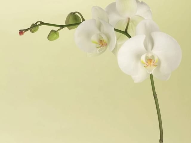 Fototapeta Biała orchidea na łodydze (mpn: 2083) Fototapeta z białą orchideą na łodydze i jasnym tle z zielonymi pąkami