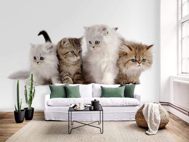 Fototapeta Cztery małe koty na białym tle (kod: 2084) Fototapeta Cztery małe koty na białym tle