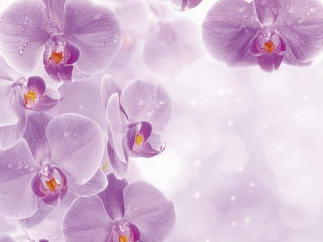 Fototapeta Fioletowe orchidee z kroplami wody (mpn: 2135) Fototapeta z fioletowymi orchideami pokrytymi kroplami wody na jasnym tle