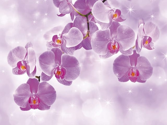 Fototapeta Fioletowe Orchidee na Gałęzi (mpn: 2136) Fototapeta przedstawiająca fioletowe kwiaty orchidei na gałęzi z jasnym tłem