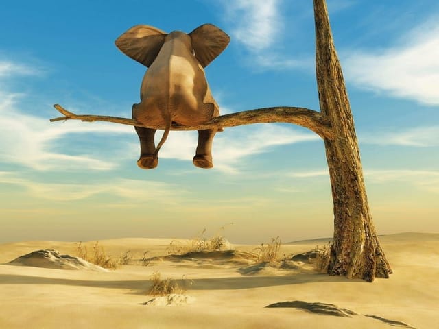 Fototapeta Słoń na gałęzi w pustynnym krajobrazie