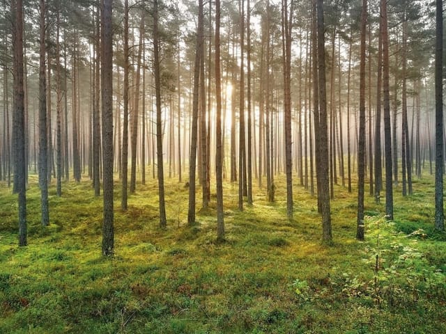 Fototapeta przedstawia las sosnowy o poranku z promieniami słońca i mgłą