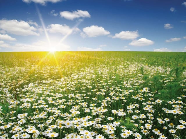 Fototapeta z polem rumianku, zieloną trawą i niebem z chmurami