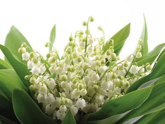 Fototapeta Bukiet konwalii z liśćmi (kod: 2211) Fototapeta z bukietem konwalii na jasnym tle, białe kwiaty i zielone liście