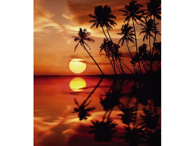 Fototapeta Palmy o zachodzie słońca (kod: 2219) Fototapeta z ciemnymi palmami na tle pomarańczowego nieba i odbicia w wodzie