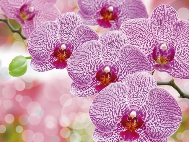 Fototapeta Fioletowe Orchidee na Gałązce (mpn: 2247) Fototapeta z fioletowymi kwiatami orchidei na zielonej gałązce z rozmytym tłem