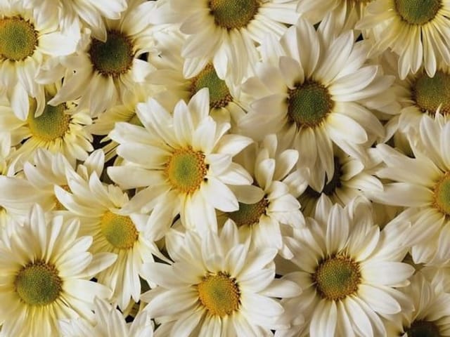 Fototapeta z gęsto ułożonymi białymi kwiatami i żółtymi środkami