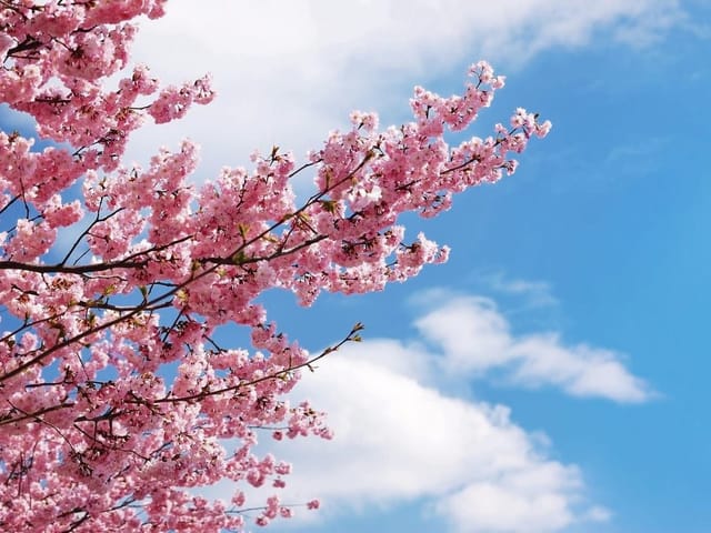 Fototapeta Gałąź sakury na tle nieba (kod: 2313) Fototapeta z gałęzią sakury, różowe kwiaty na tle błękitnego nieba