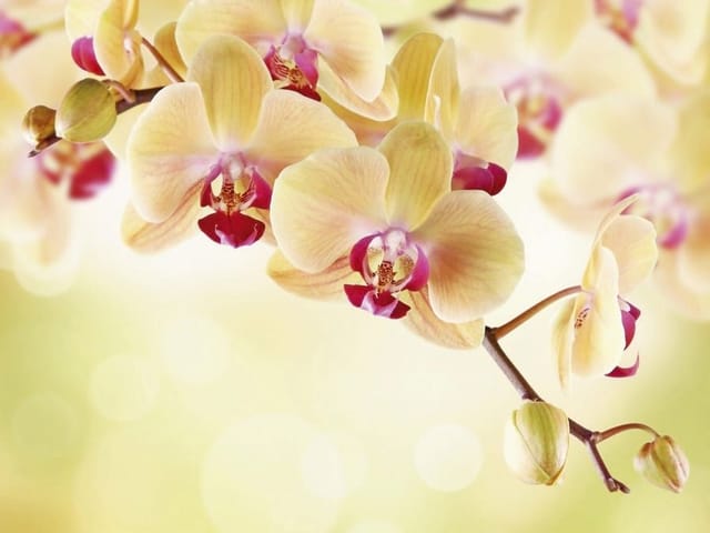 Fototapeta Orchidee w pastelowych barwach (mpn: 2326) Fototapeta z gałęzią orchidei w pastelowych kolorach na rozmytym tle