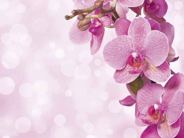 Fototapeta Różowe orchidee z kroplami wody (mpn: 2328) Fototapeta z różowymi kwiatami orchidei pokrytymi kroplami wody na jasnym tle