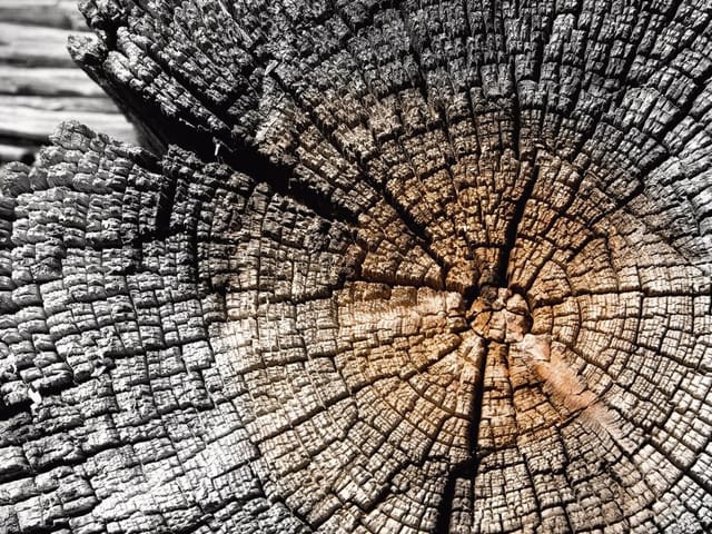 Fototapeta Przekrój pnia drzewa z bliska (mpn: 2369) Fototapeta z przekrojem pnia drzewa, ukazująca słoje i teksturę kory