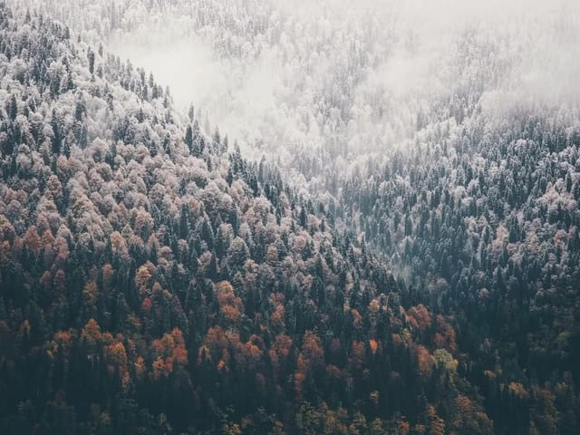 Fototapeta przedstawiająca gęsty las pokryty śniegiem z unoszącą się mgłą