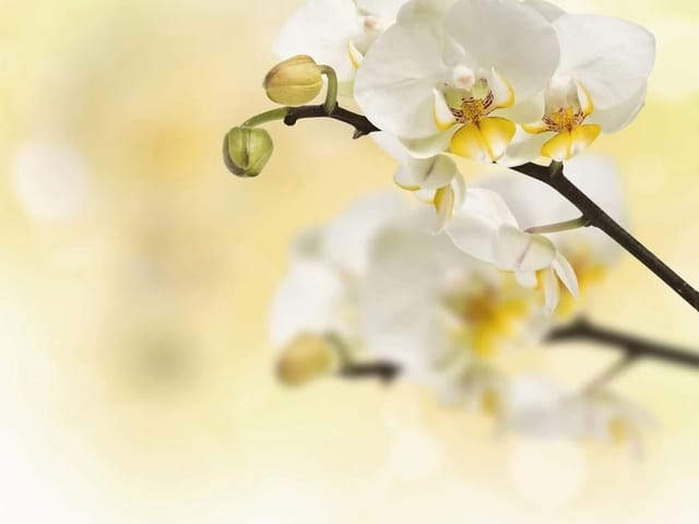 Fototapeta Białe orchidee na gałązce (mpn: 2412) Fototapeta z białymi orchideami na ciemnej gałązce i pastelowym tle