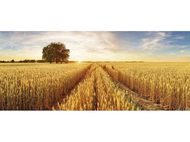 Fototapeta przedstawiająca rozległe pole pszenicy z drzewem i zachodzącym słońcem