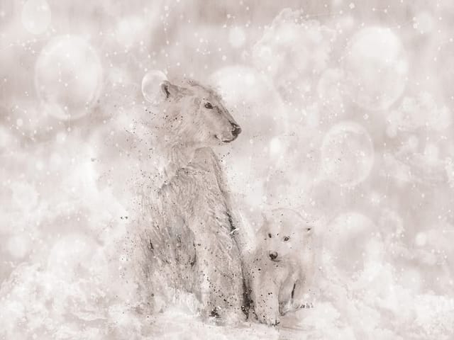 Fototapeta z dwoma niedźwiedziami polarnymi na śnieżnym tle