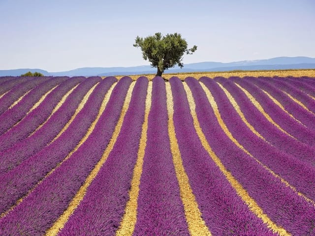 Fototapeta przedstawiająca pole lawendy z samotnym drzewem i górami w tle