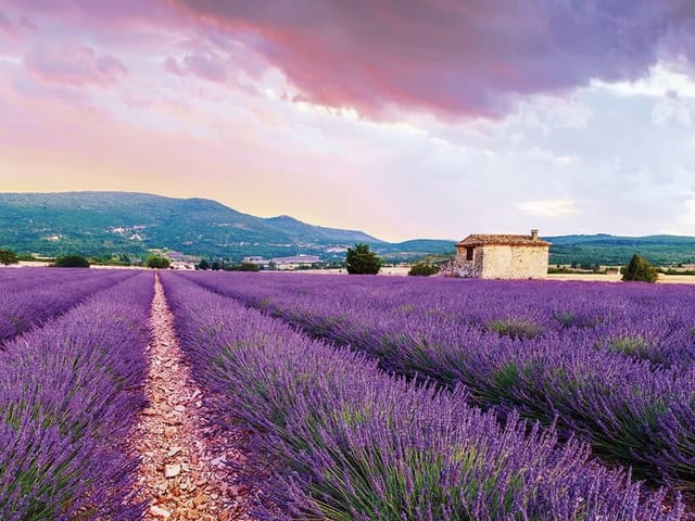 Fototapeta przedstawiająca pole lawendy z kamiennym domem i górami w tle