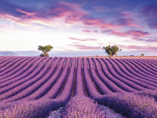 Fototapeta z polem lawendy, drzewami i kolorowym niebem