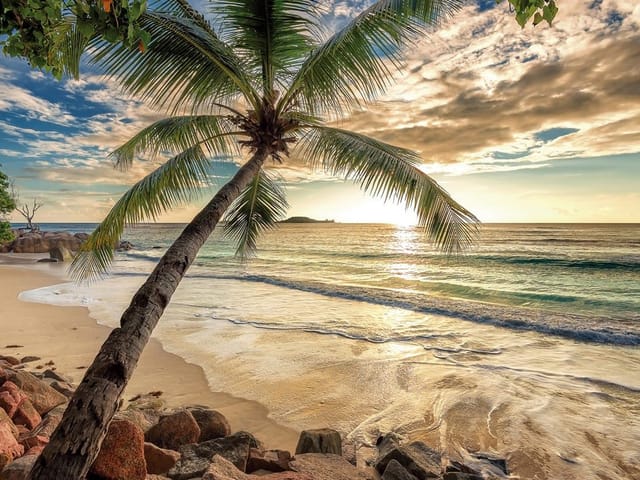 Fototapeta Palma na plaży o zachodzie słońca (kod: 24320) Fototapeta z palmą na tropikalnej plaży, oceanem i zachodem słońca