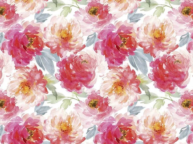 Fototapeta Kwiaty piwonii na białym tle (kod: 24321) Fototapeta z dużymi kwiatami piwonii w odcieniach różu i czerwieni