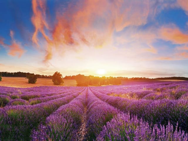 Fototapeta z polem lawendy i zachodzącym słońcem na horyzoncie
