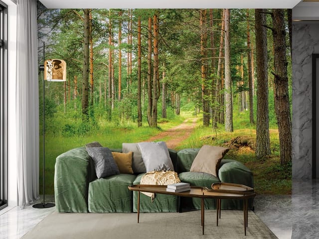 Fototapeta Leśna droga wśród wysokich sosen