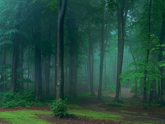 Fototapeta Leśne gęstwiny w mglistym otoczeniu (kod: 24360) Fototapeta przedstawiająca gęsty las z wysokimi drzewami i unoszącą się mgłą