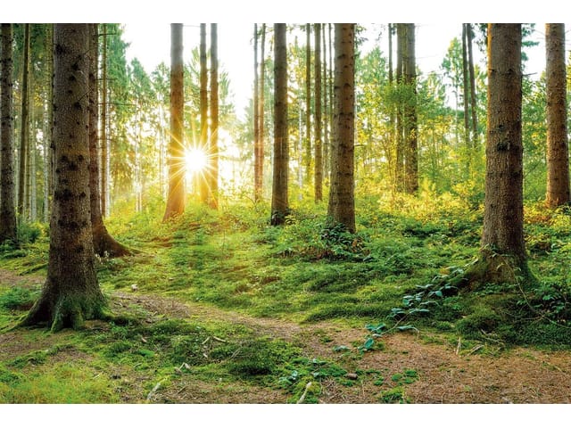 Fototapeta Las o świcie z promieniami słońca