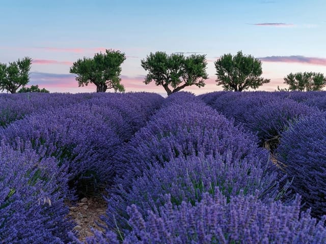 Fototapeta przedstawiająca fioletowe pole lawendy z zielonymi drzewami na horyzoncie i różowym niebem