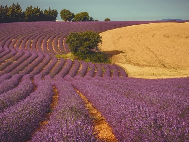 Fototapeta przedstawiająca pole lawendy z rządkami, drzewem i złotym polem zboża w tle.