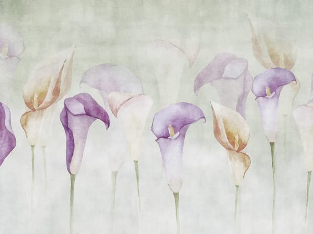 Fototapeta Kwiaty kalii w pastelowych barwach (kod: 24599) Fototapeta z pastelowymi kwiatami kalii i delikatnym tłem