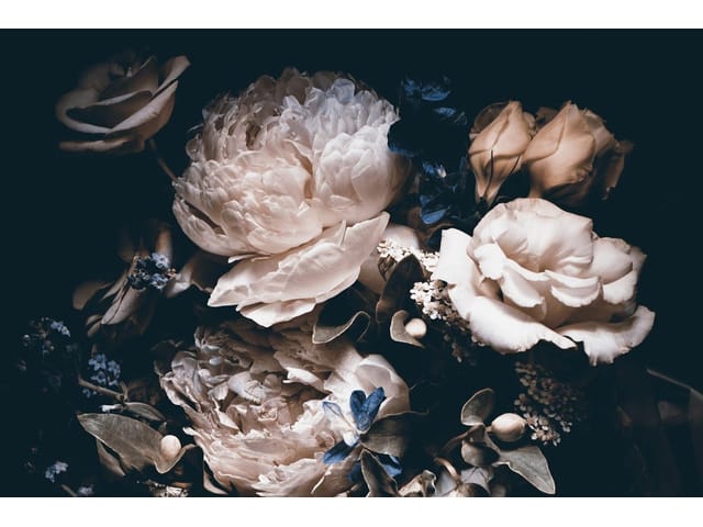 Fototapeta Piwonie, kwiaty w centrum