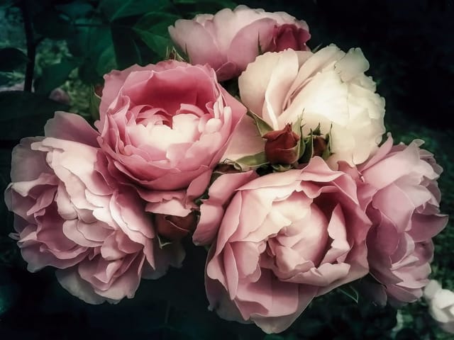 Fototapeta z bukietem różowych róż i ciemnymi zielonymi liśćmi