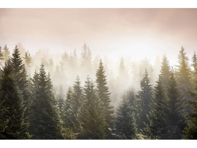 Fototapeta Mglisty las iglasty o poranku