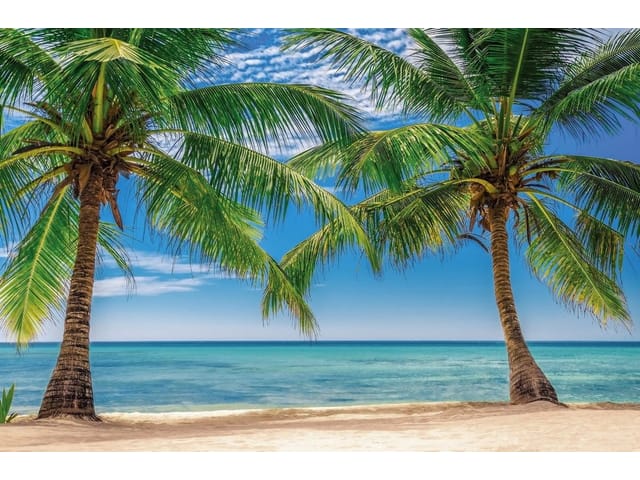 Fototapeta Palmy na plaży z turkusowym morzem (kod: 24897) Fototapeta Palmy na plaży z turkusowym morzem