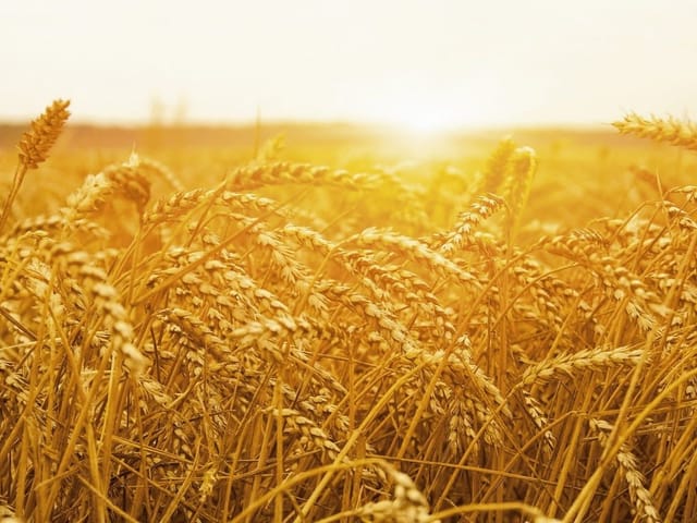 Fototapeta przedstawiająca dojrzałe kłosy zboża oświetlone zachodzącym słońcem na rozległym polu.