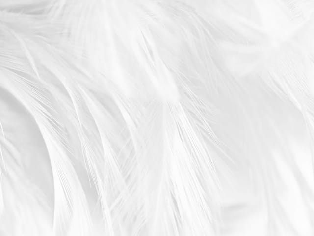 Fototapeta zbliżenie białych piór o miękkiej teksturze i rozmytym tle