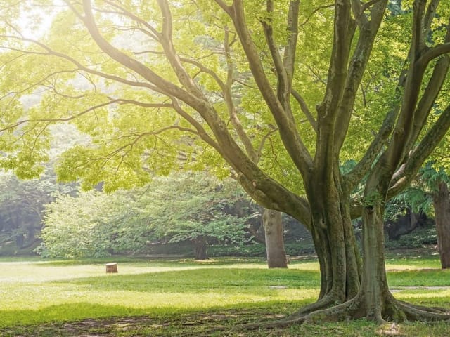 Fototapeta przedstawiająca las o świcie z dużym drzewem i zielonymi liśćmi