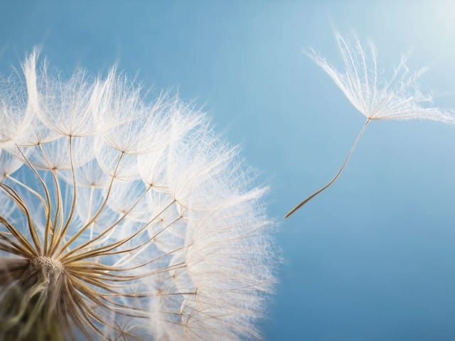 Fototapeta z dużym dmuchawcem na tle niebieskiego nieba i odlatującym nasionkiem