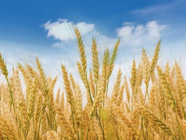 Fototapeta z polem pszenicy, błękitnym niebem i białymi chmurami