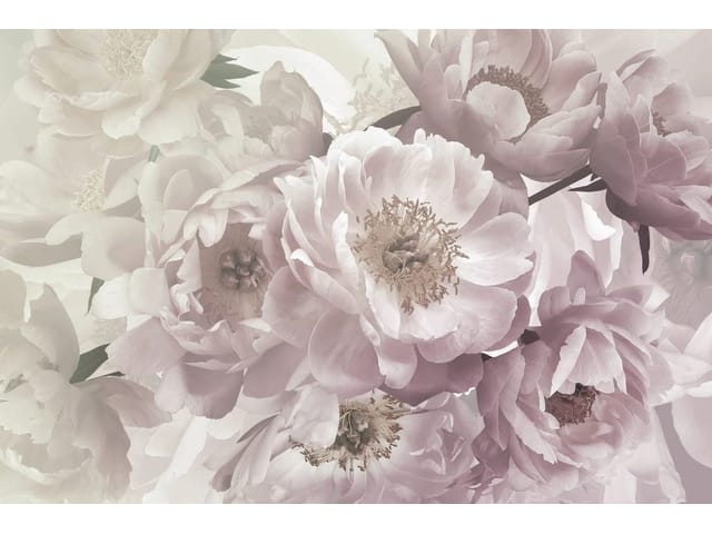 Fototapeta Kwiaty piwonii w różu