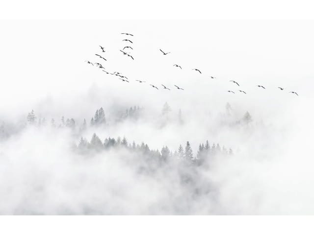 Fototapeta Las we mgle z ptakami (kod: 25337) Fototapeta Las we mgle z ptakami