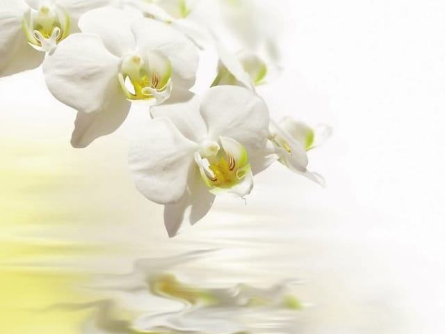 Fototapeta Białe orchidee nad wodą (mpn: 2535) Fototapeta z białymi orchideami odbijającymi się w wodzie