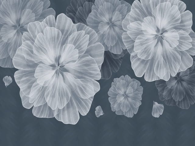 Fototapeta Kwiaty na ciemnym tle