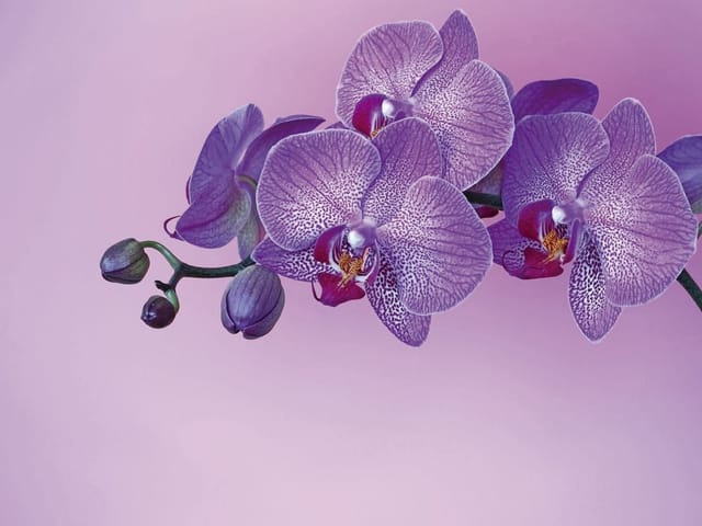 Fototapeta Fioletowe Orchidee na Różowym Tle (mpn: 2542) Fototapeta z fioletowymi orchideami na różowym tle z delikatnymi wzorami