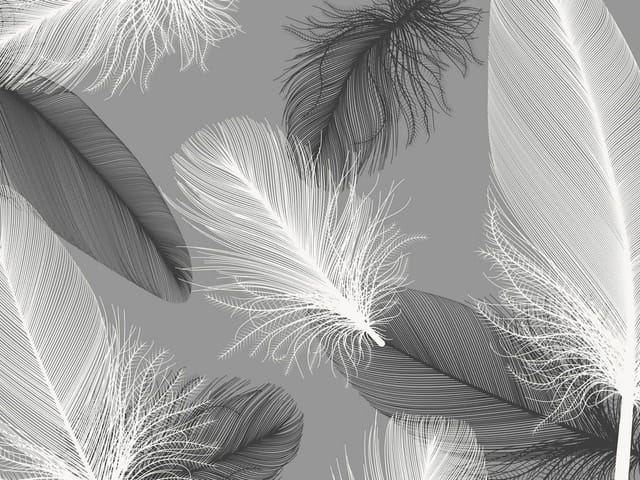 Fototapeta z dużymi piórami na szarym tle, białe i czarne pióra